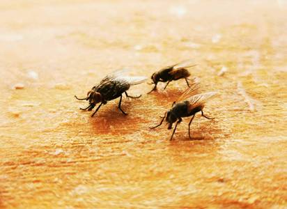 cluster-flies-service.jpg