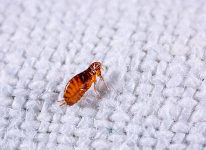 flea-control-proofing-service.jpg