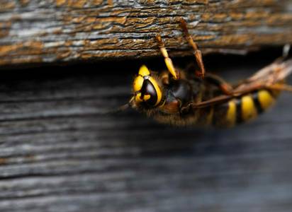 hornets-control-service.jpg