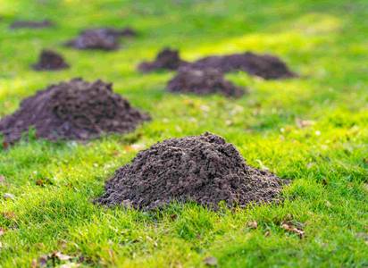 mole-control-service.jpg