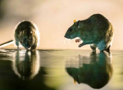rat-control-service.jpg