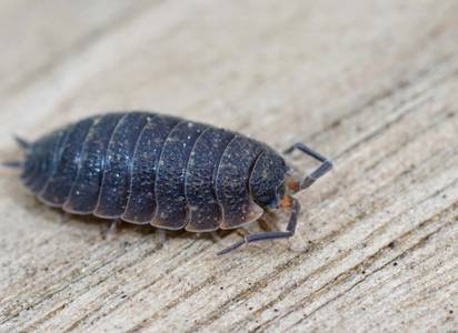 woodlice-control-service.jpg