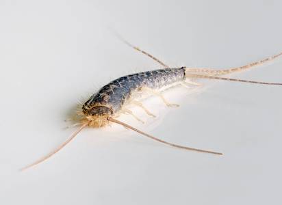 macro silverfish pest control (2).jpg