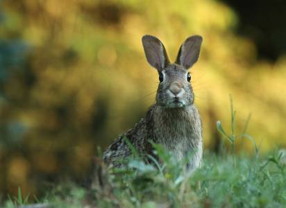rabbit-control-second-image.jpg