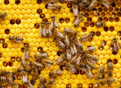 bee-control-service.jpg