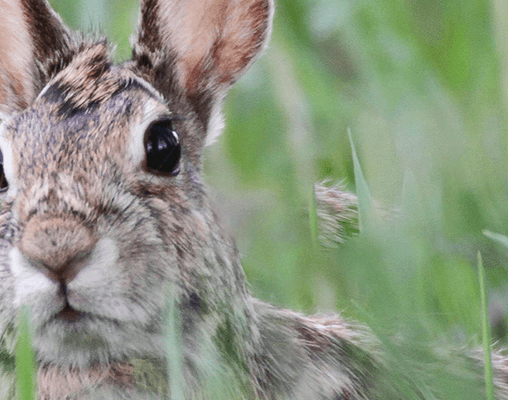 rabbit-control-banner.png