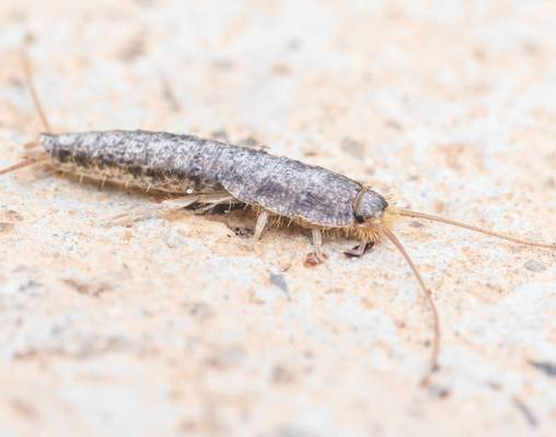 silverfish pest removal.jpg
